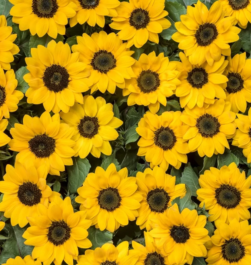 ACTISERINE - Front View